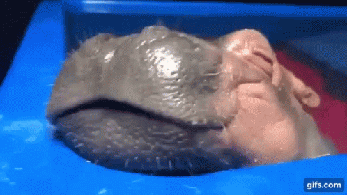 Hippo 498 X 280 Gif GIF