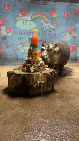 Hippo Celebrating 2nd Birthday GIF
