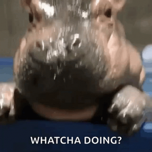 Hippo Confused Whatcha Doing GIF
