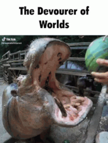 Hippo Crushing Watermelon In Mount GIF