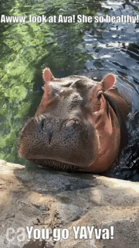 Hippo Eating Healthy Vegetable GIF