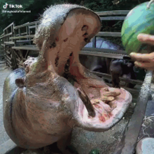 Hippo Eating Watermelon GIF