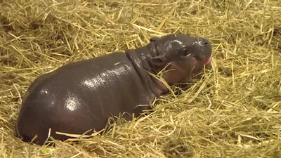 Hippo Poop Baby Hippo Caller Her Mom GIF