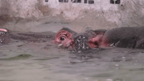 Hippo Poop Baby Hippo Swim With Mom GIF