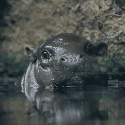 Hippo Poop Cute Baby Hippo GIF