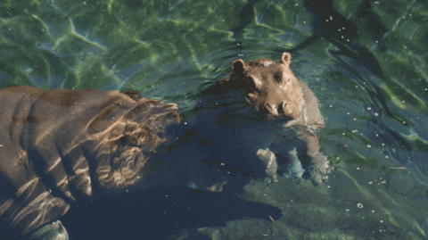 Hippo Poop Floating Baby Hippo GIF