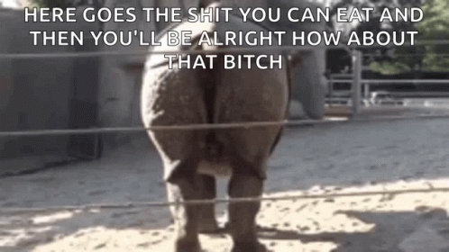 Hippo Poop Here Goes The Shit GIF