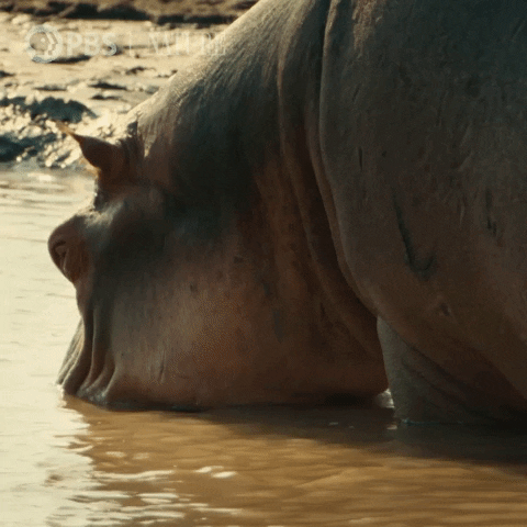 Hippo Poop Hippo Mom Playing With Baby Hippo GIF