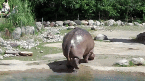 Hippo Poop, Poop In The River GIF