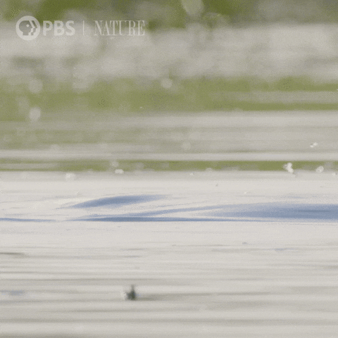 Hippo Poop Resurface From Diving GIF