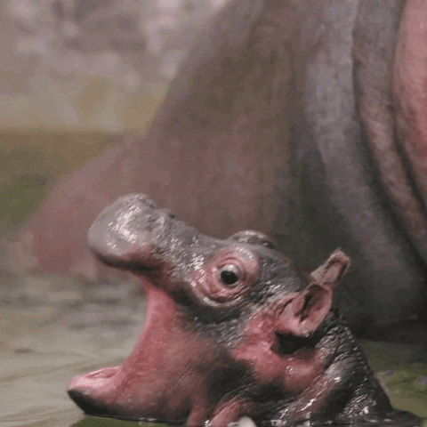 Hippo Poop Swimming Baby Hippo GIF