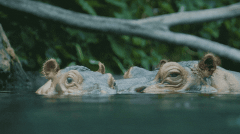 Hippo Poop Swimming With Only It's Eyes Visible GIF