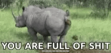 Hippo Poop You Are Full Of Shit GIF