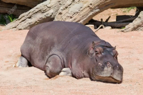 Hippo Position Like Cow And Football Player GIF