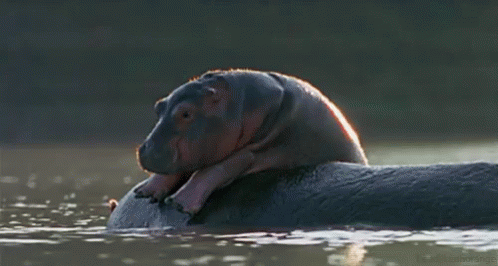 Hippo Relaxing On The Back Of His Mother GIF