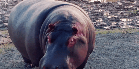 Hippo Saying Thanks To Someone GIF