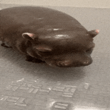 Hippo Shower Gif GIF