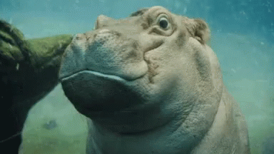 Hippo Underwater Footage GIF