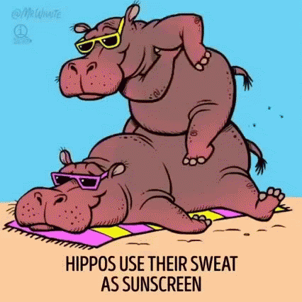 Hippo Use Their Sweat As Sunscreen GIF