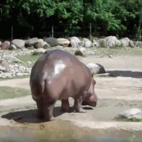Hippo Wagging His Poop GIF