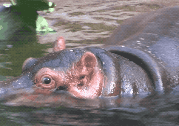 Hippopotamus Dive GIF
