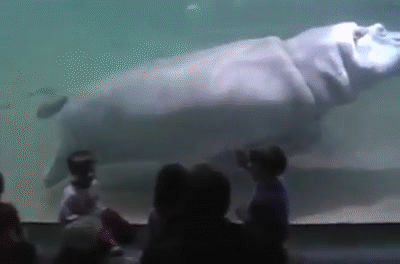 Hippopotamus Floating GIF