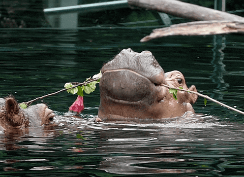 Hippopotamus Giving Flower GIF