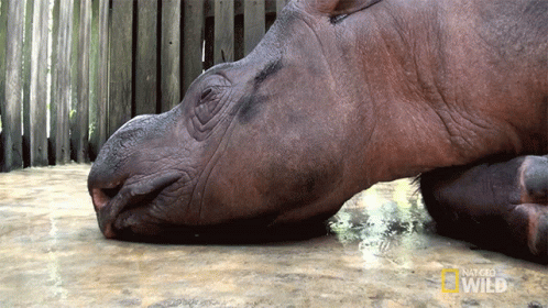 Hippopotamus Laying on Ground with National Geographic