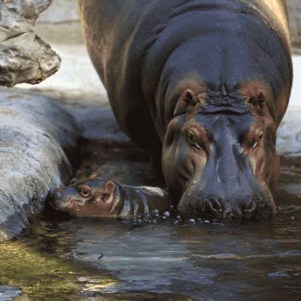 Hippopotamus Mother And Baby GIF