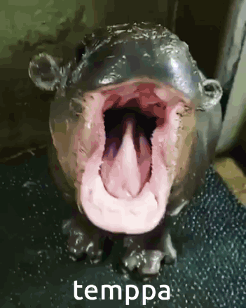 Hippopotamus Open Mouth Tongue Out Temppa