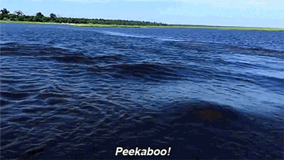Hippopotamus Peekaboo GIF