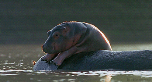 Hippopotamus Resting On Wood GIF