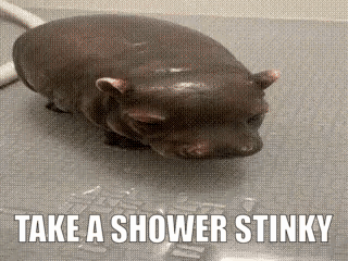 Hippopotamus Taking Shower Saying Take a Shower Stinky