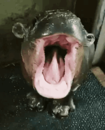 Hippopotamus with Mouth Open and Tongue Out