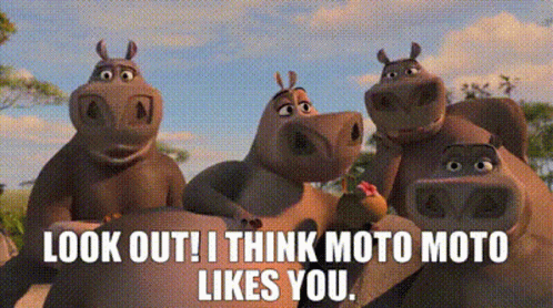 Hippos Say Look Out I Think Moto Moto Likes You