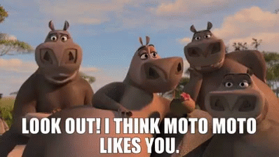 Hippos Saying Look Out I Think Moto Moto Likes You GIF