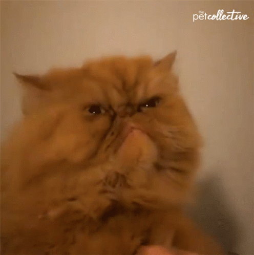 Hissing Cat Fluffy Anger GIF