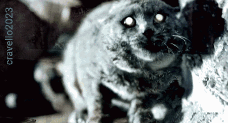 Hissing Cat Scare GIF