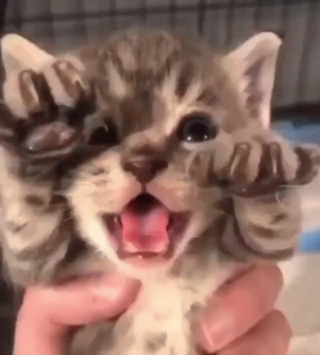 Hissing Cat Tiny Terror GIF