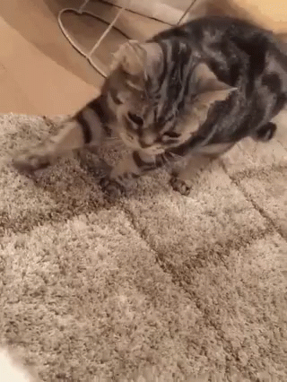Hissing Cat Wrath Attack GIF