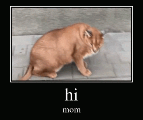 Hissing Floppa Caracal Hi Mom GIF