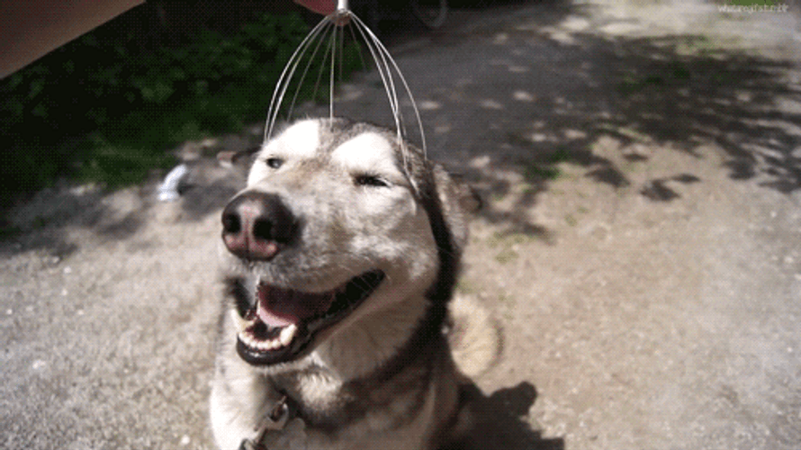 Hitting Spot Siberian Husky Dog Smile GIF