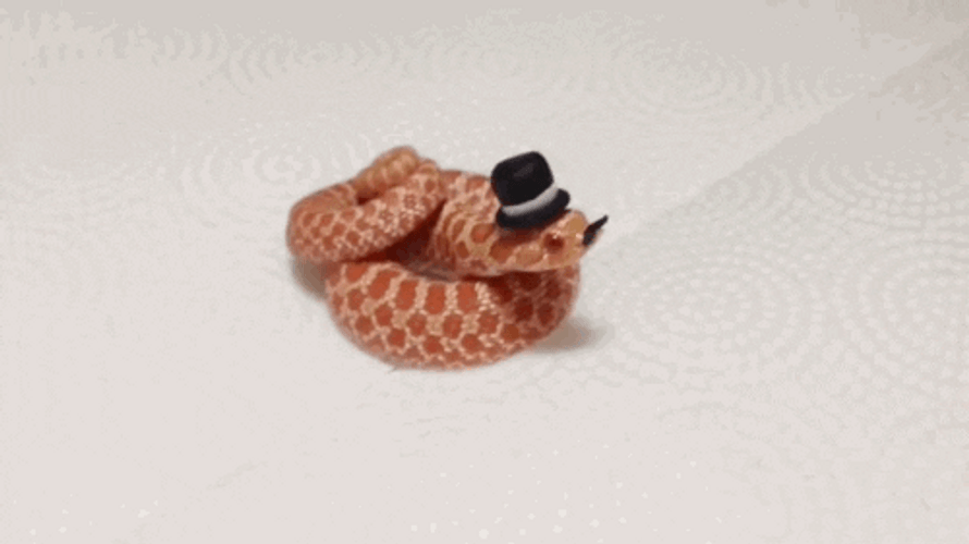 snakes wearing hats gif