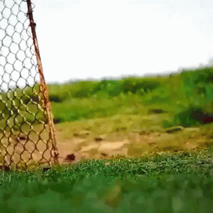 Hola Chicken Running GIF