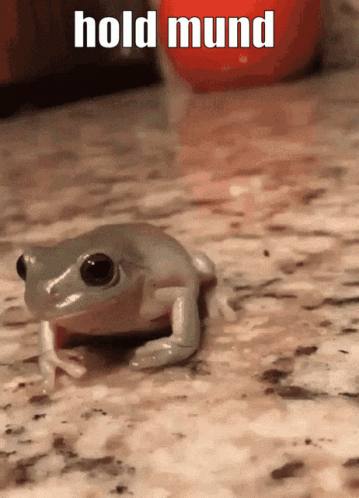 Frog Wearing Hat Hold Mund GIF