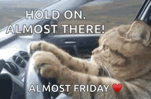 Hold On Almost There Cat Driving Car GIF