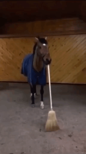 Hold The Broom Horse GIF