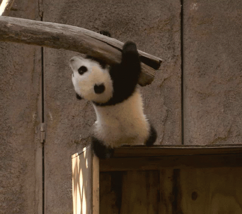 Holding On Baby Panda GIF