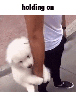 Holding On Clingy Puppy GIF