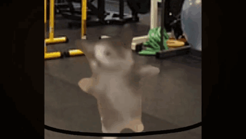 Holy Moly Meme Dancing Cat GIF